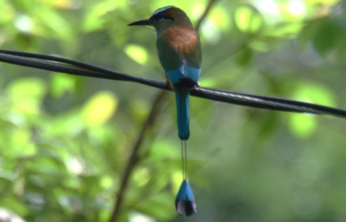 Turquoise-browed Motmot - ML636889174