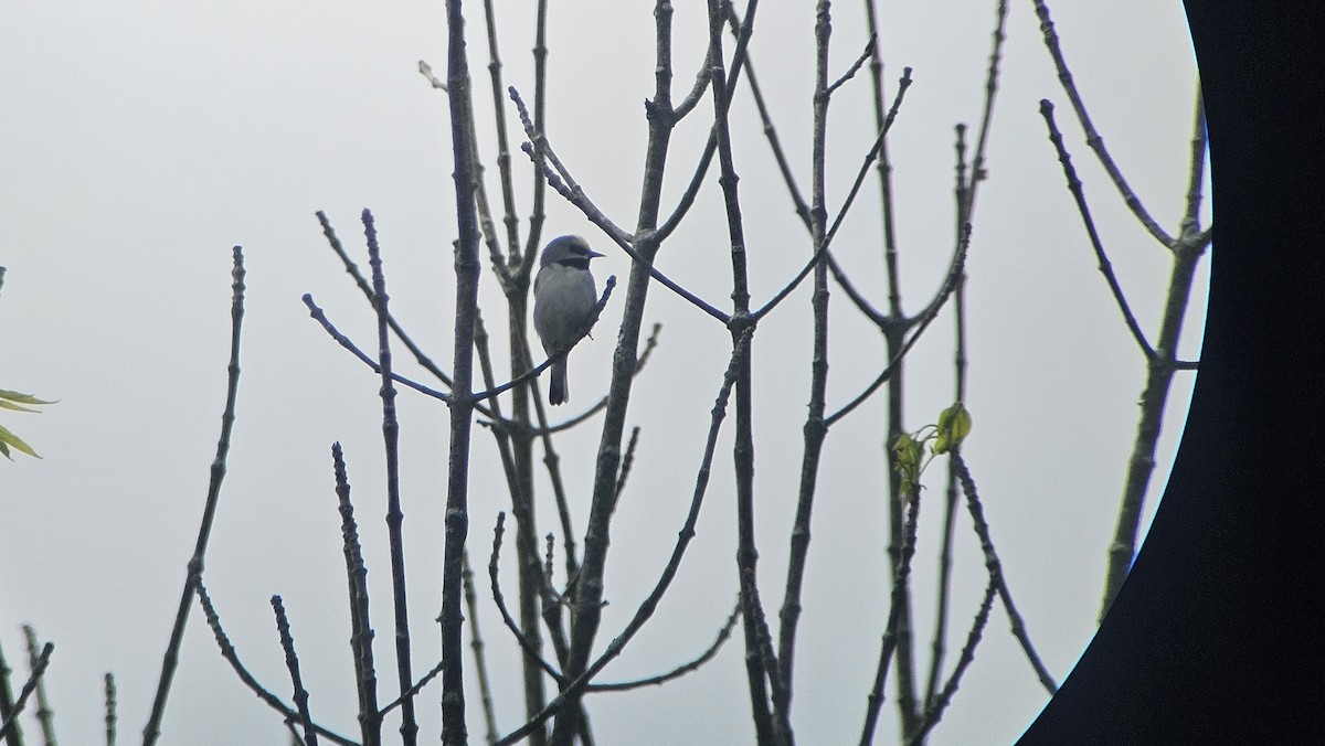 Golden-winged Warbler - ML636889196