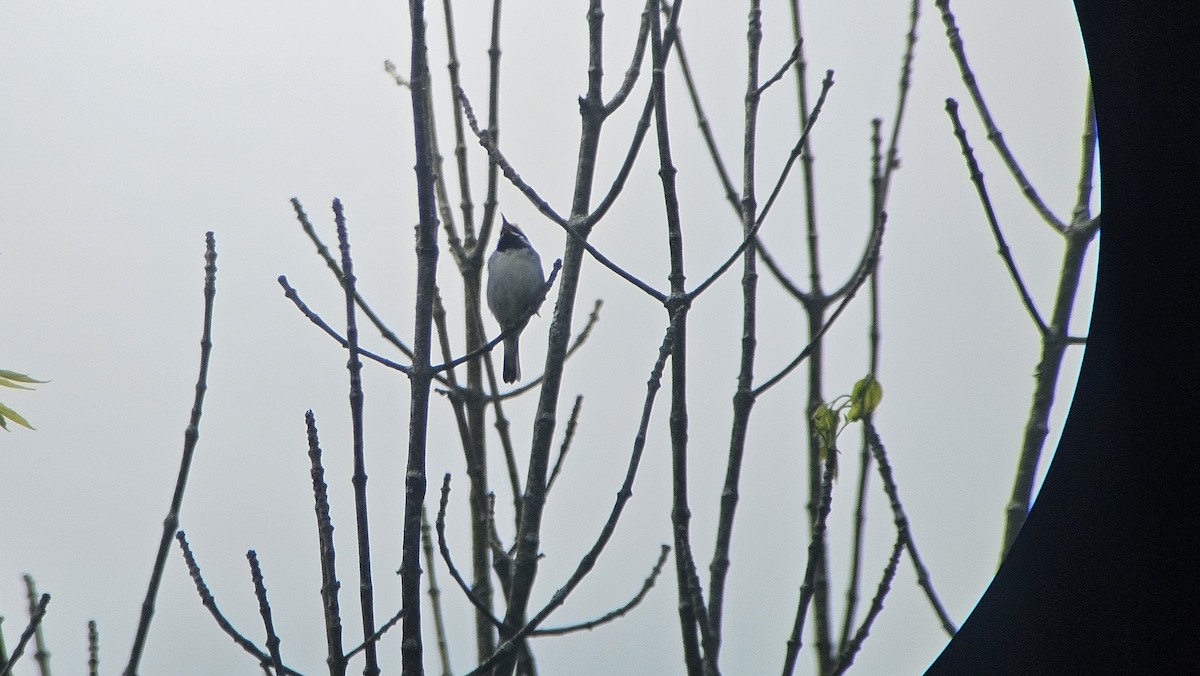 Golden-winged Warbler - ML636889197