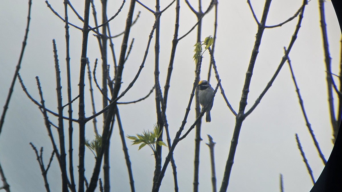 Golden-winged Warbler - ML636889199