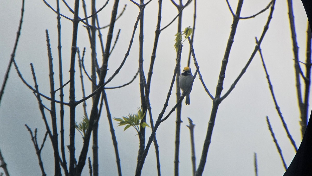 Golden-winged Warbler - ML636889200