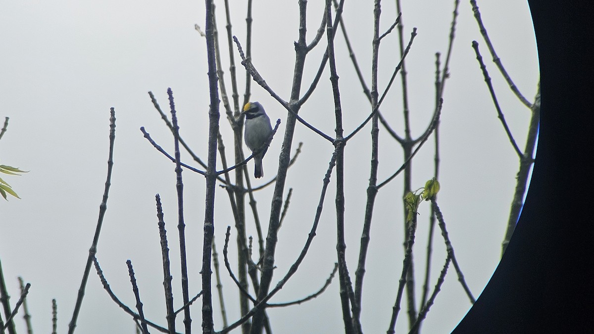 Golden-winged Warbler - ML636889201