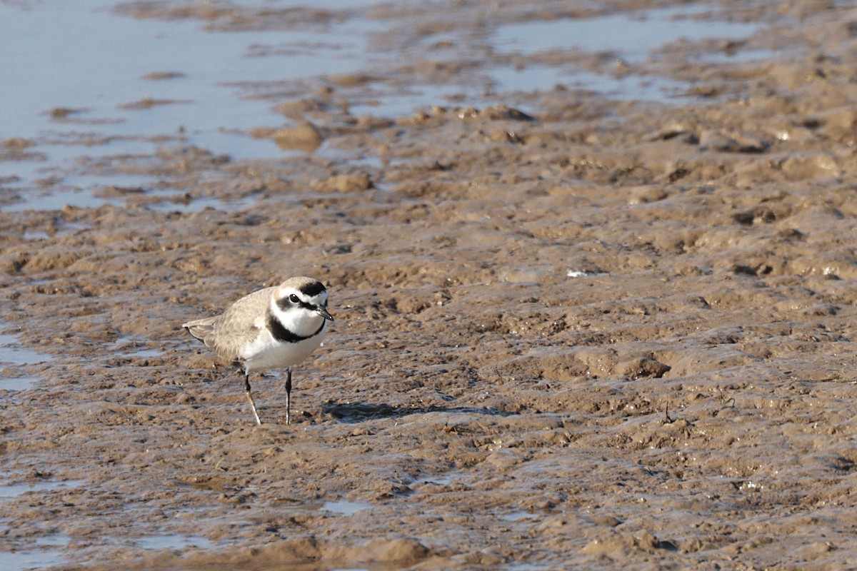 Kentish Plover (Kentish) - ML636889228