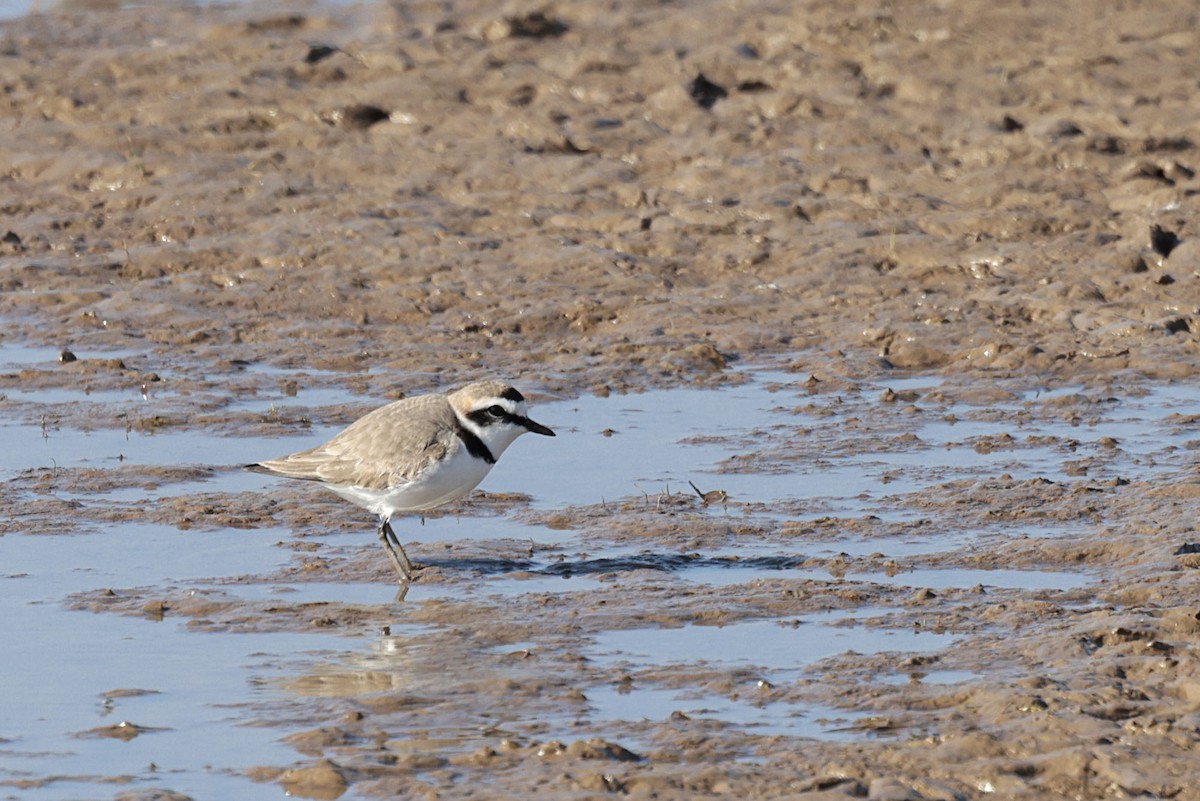Kentish Plover (Kentish) - ML636889229