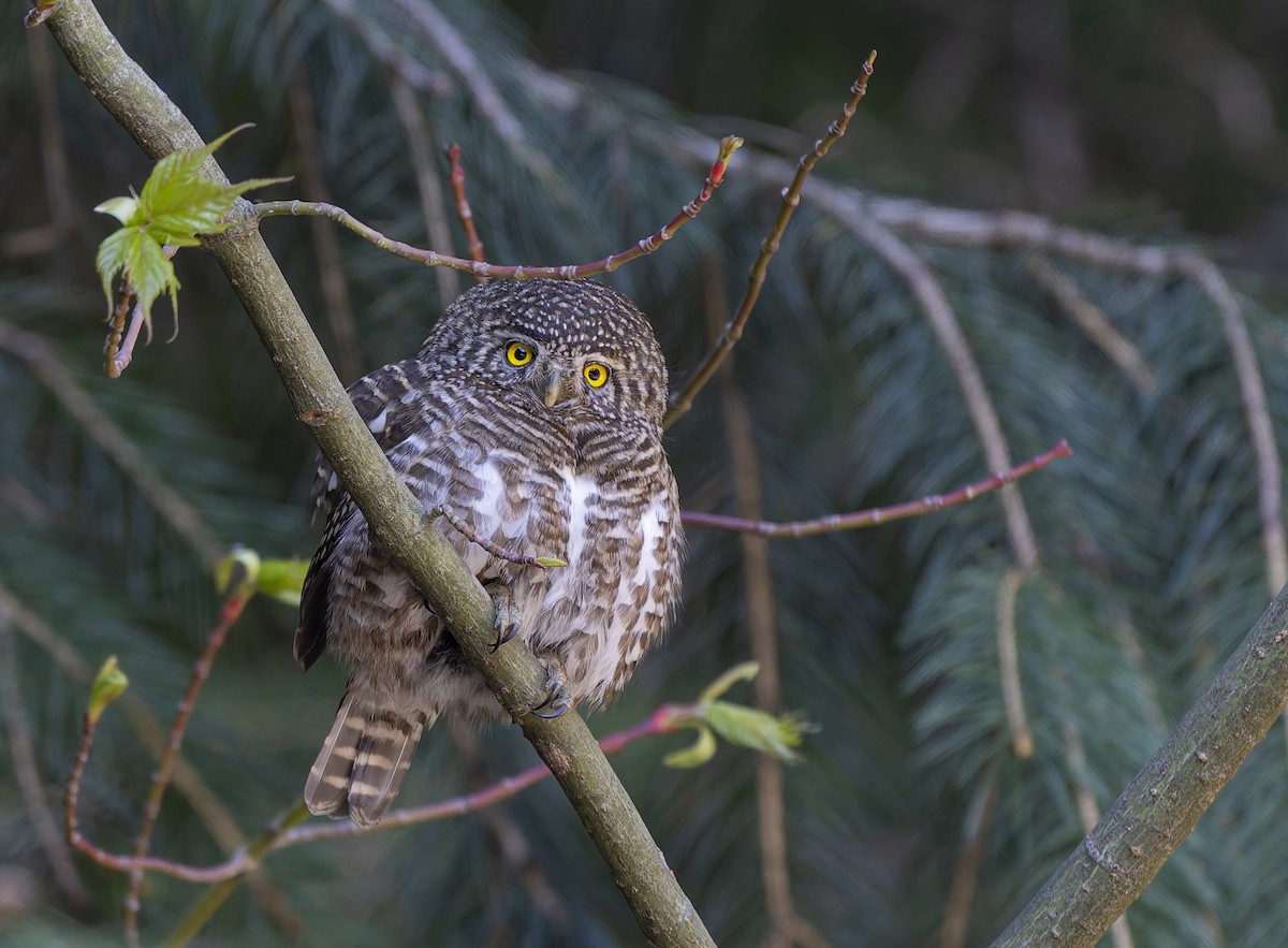 Collared Owlet - ML636889248
