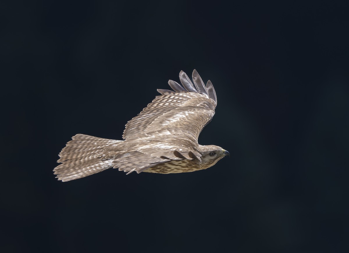 Himalayan Buzzard - ML636889278