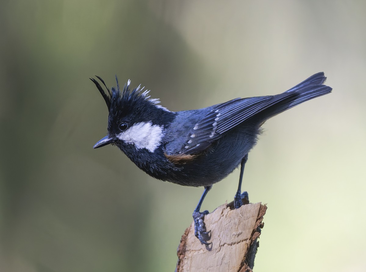 Coal Tit - ML636889280