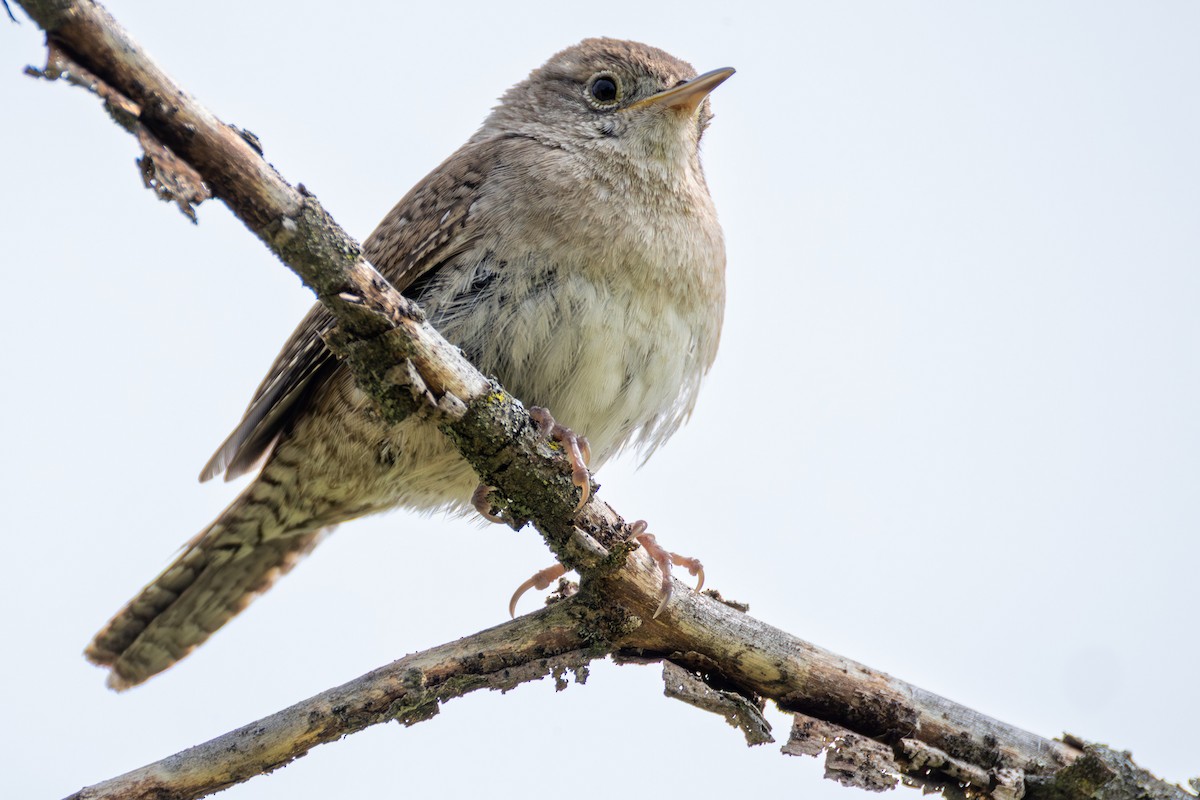 Northern House Wren - ML636889356