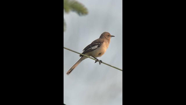 Kuzeyli Taklitçi - ML636889376