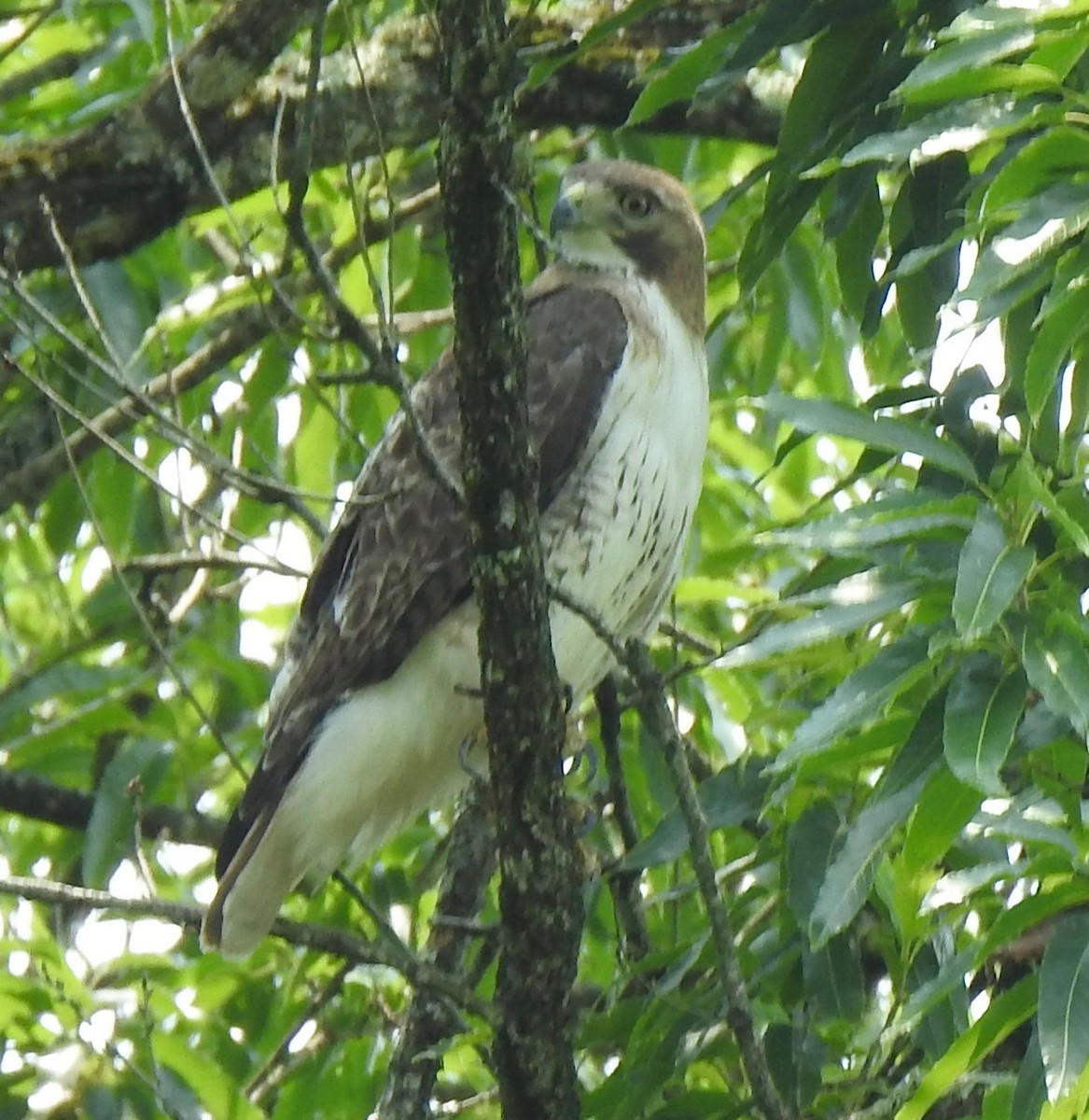 Red-tailed Hawk - ML636889378