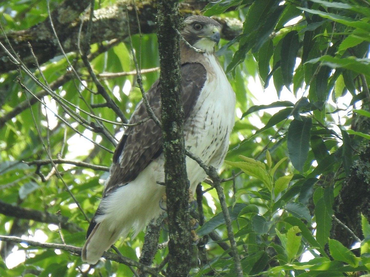 Red-tailed Hawk - ML636889379