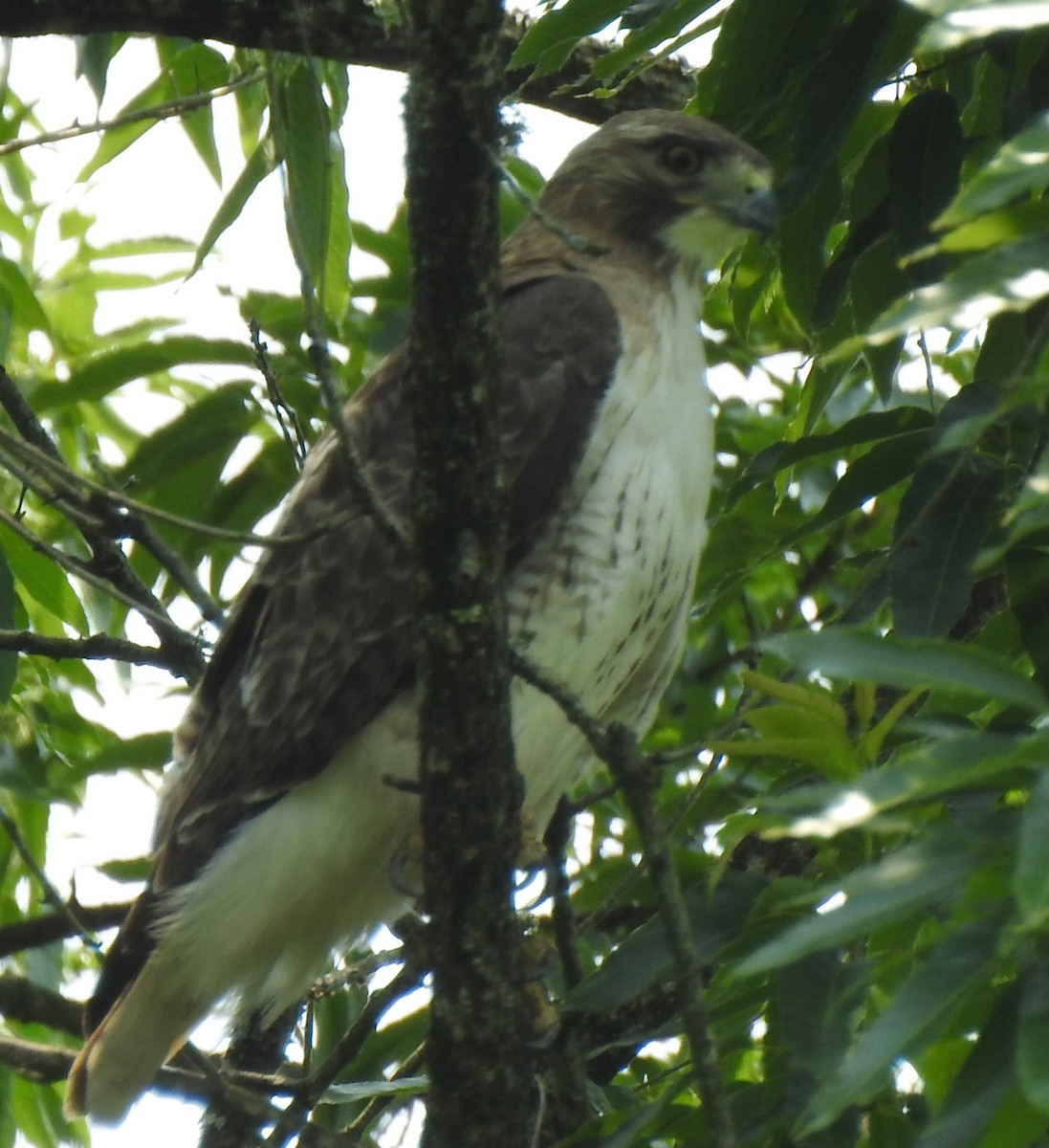 Red-tailed Hawk - ML636889380