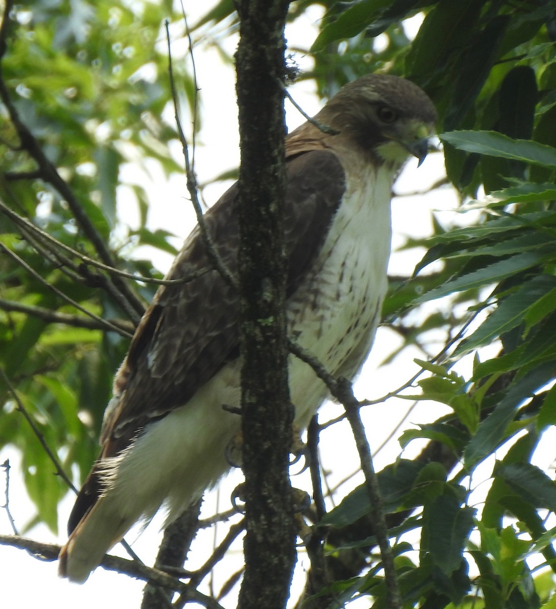 Red-tailed Hawk - ML636889382
