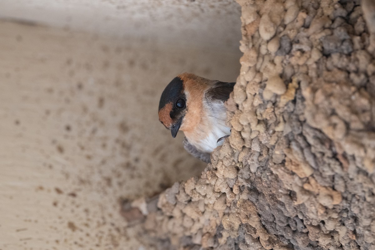 Cave Swallow - ML636889385