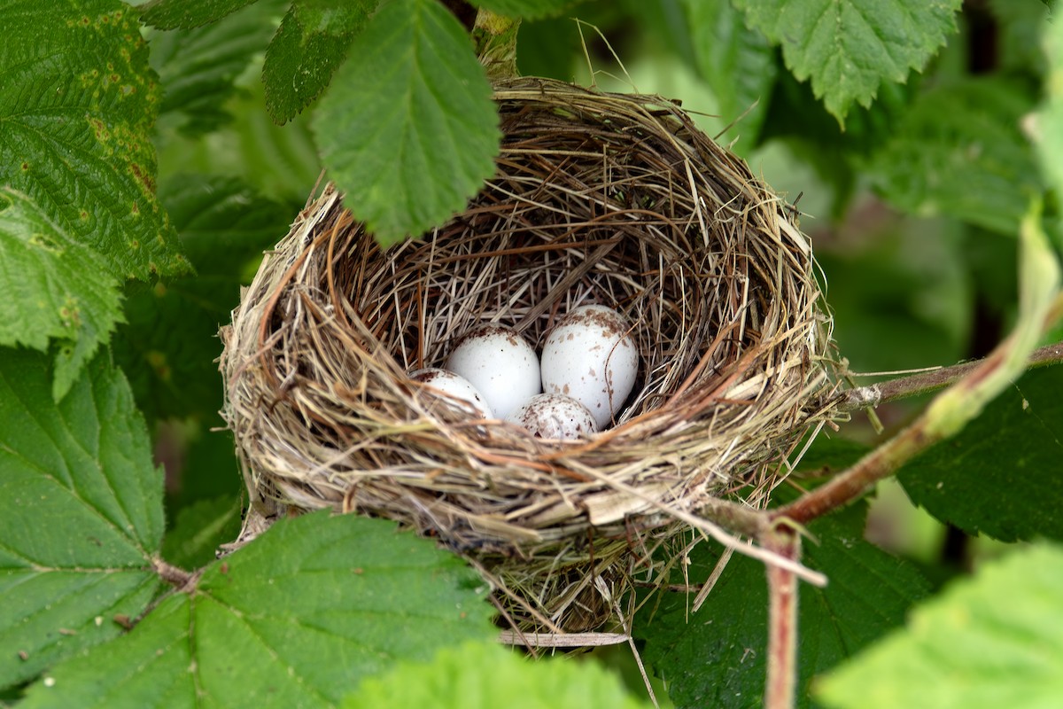 Chestnut-sided Warbler - Vic Laubach