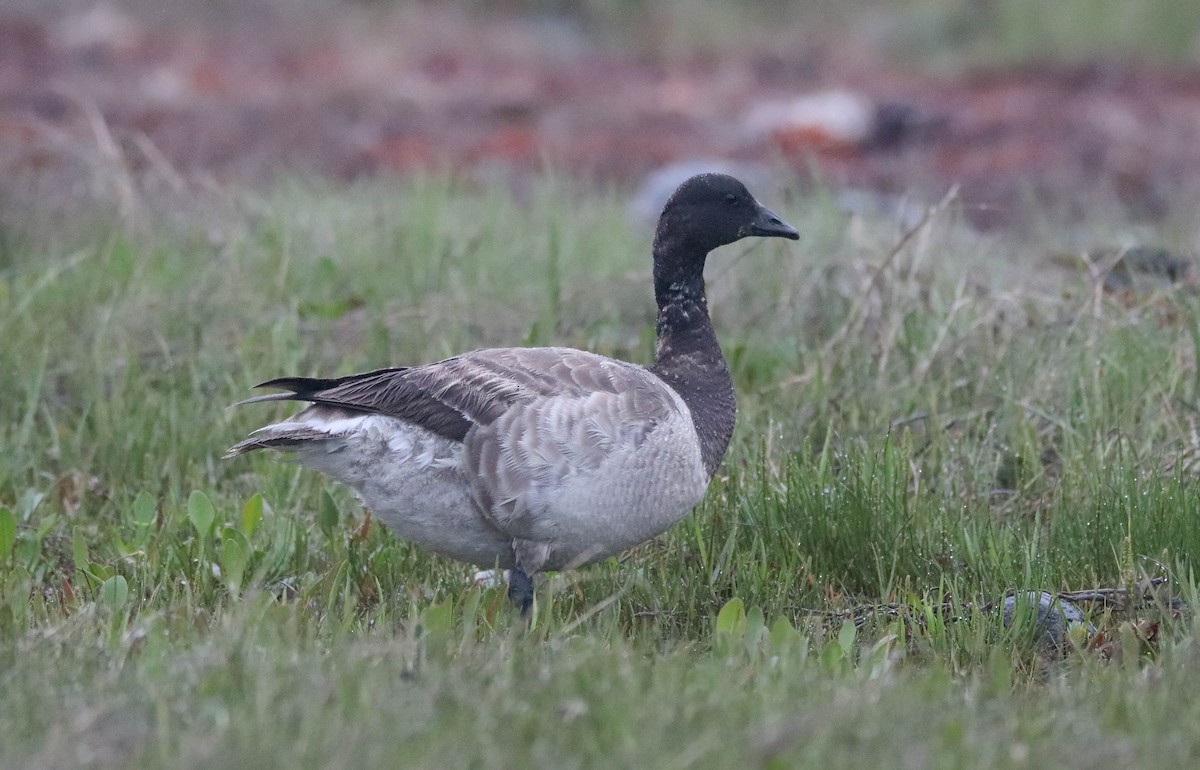 Brant (Atlantic) - ML636889509