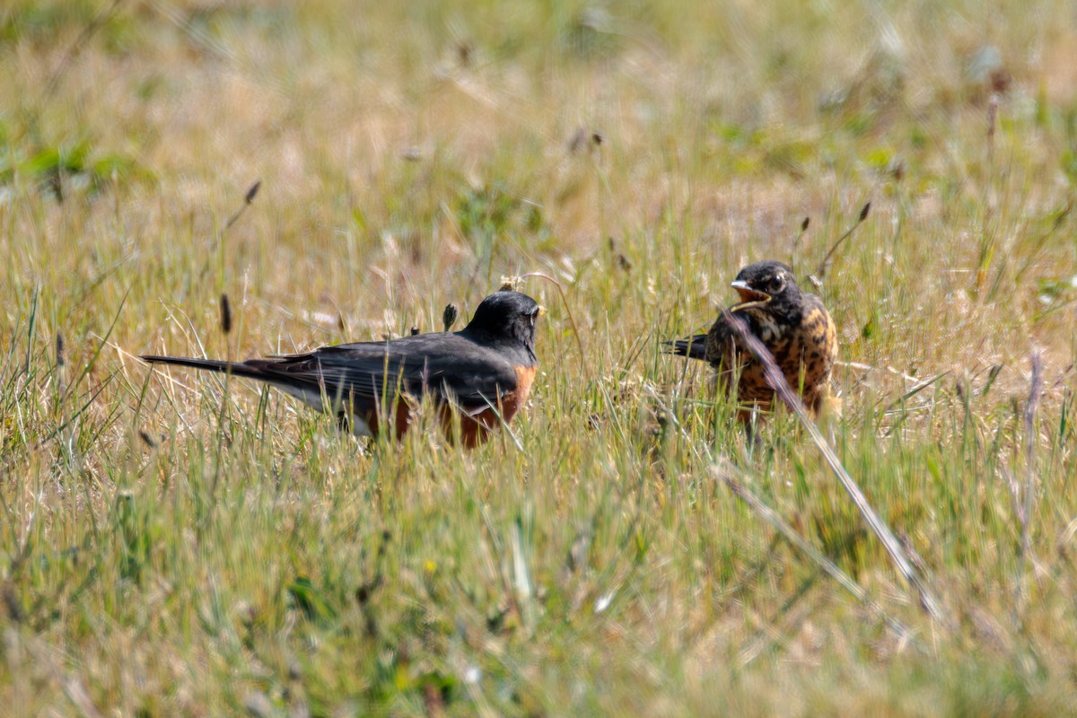 American Robin - ML636889513