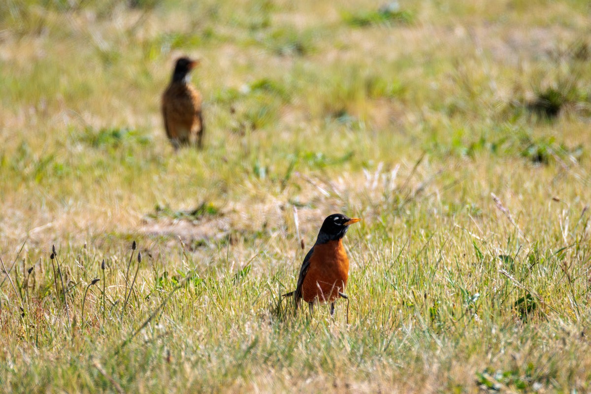 American Robin - ML636889514