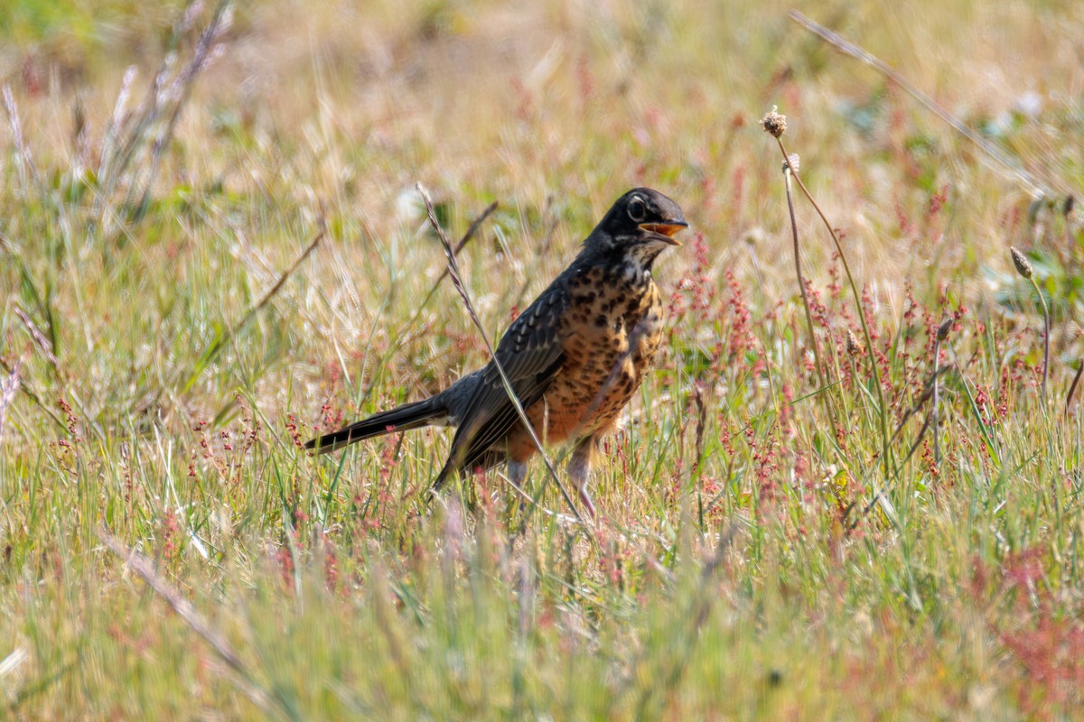 American Robin - ML636889515