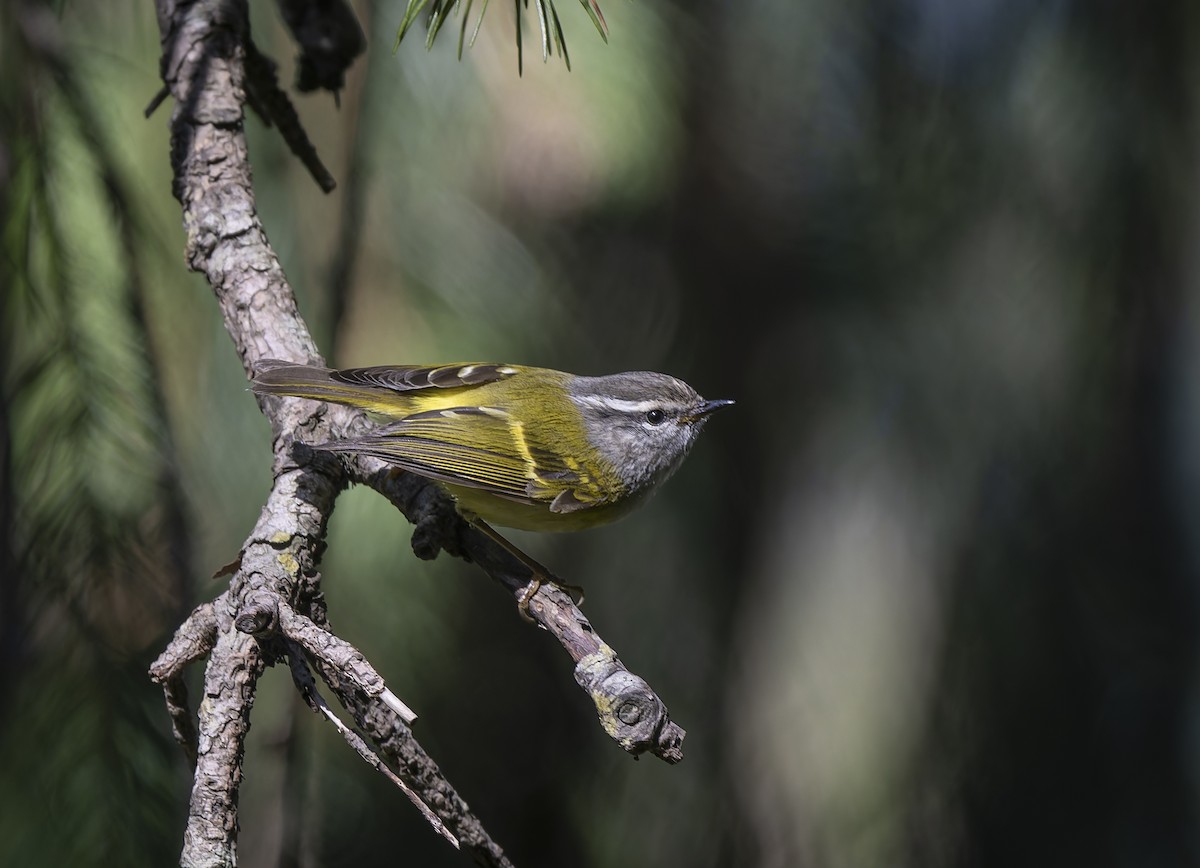Ashy-throated Warbler - ML636889551