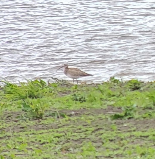 Hudsonian Whimbrel - ML636889564