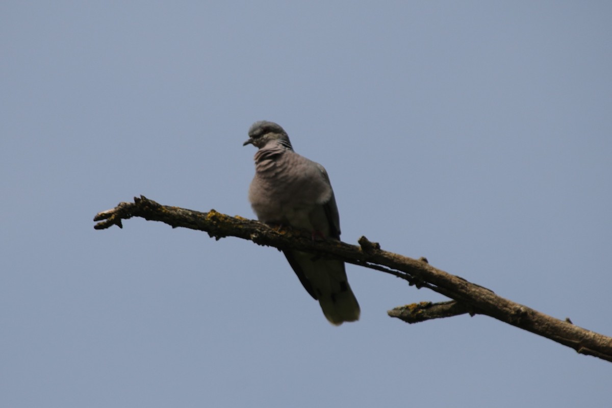 Üveyik - ML636889587