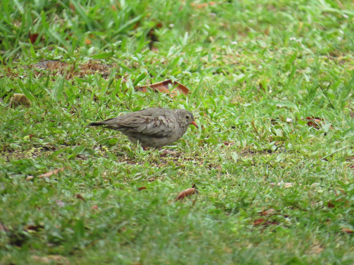 Common Ground Dove - ML636889592