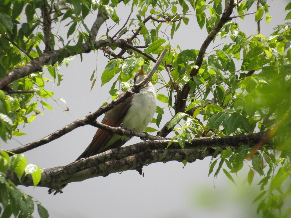 Yellow-billed Cuckoo - ML636889598