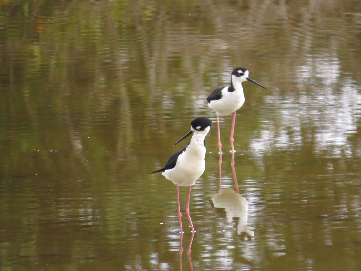 Black-necked Stilt - ML636889605