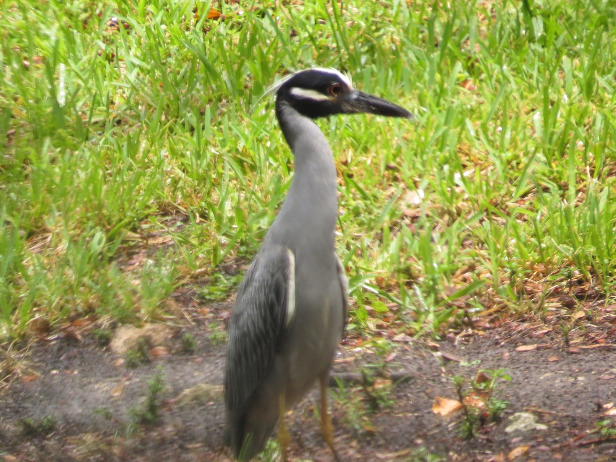 Yellow-crowned Night Heron - ML636889611