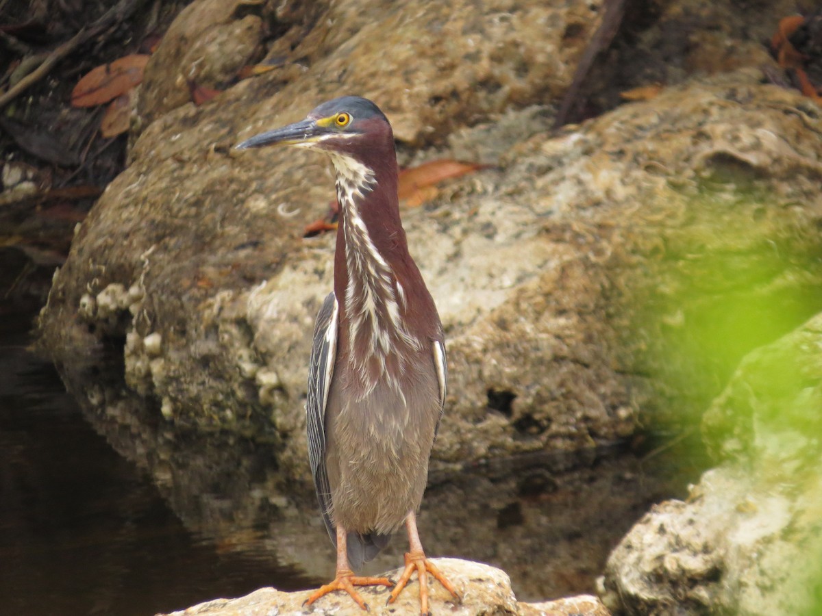 Green Heron - ML636889619