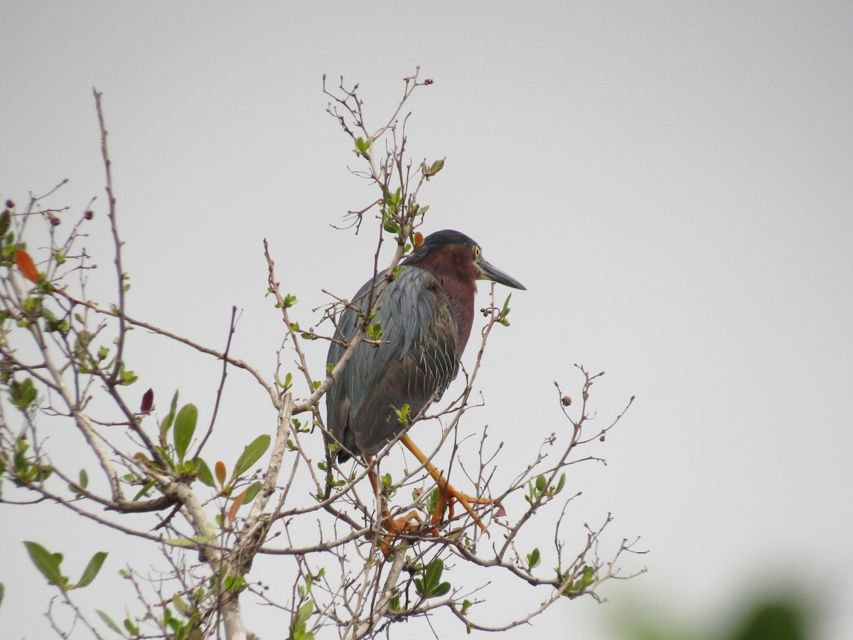 Green Heron - ML636889620