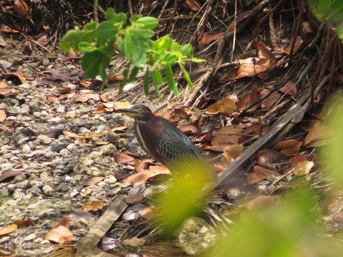 Green Heron - ML636889621