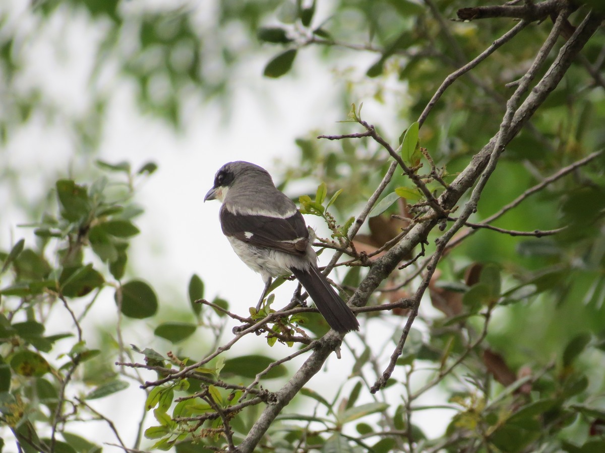 Loggerhead Shrike - ML636889633