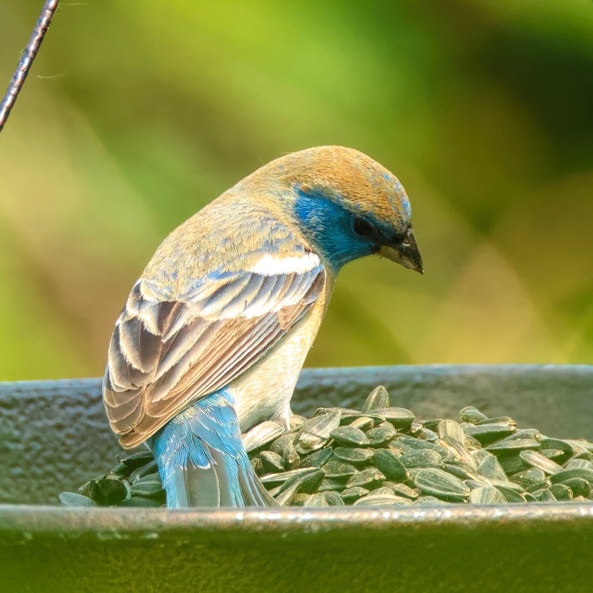 Lazuli Bunting - ML636889670