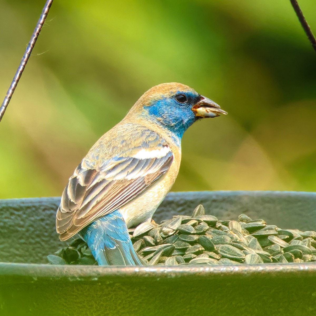 Lazuli Bunting - ML636889671
