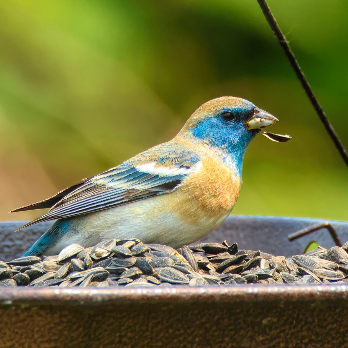 Lazuli Bunting - ML636889673