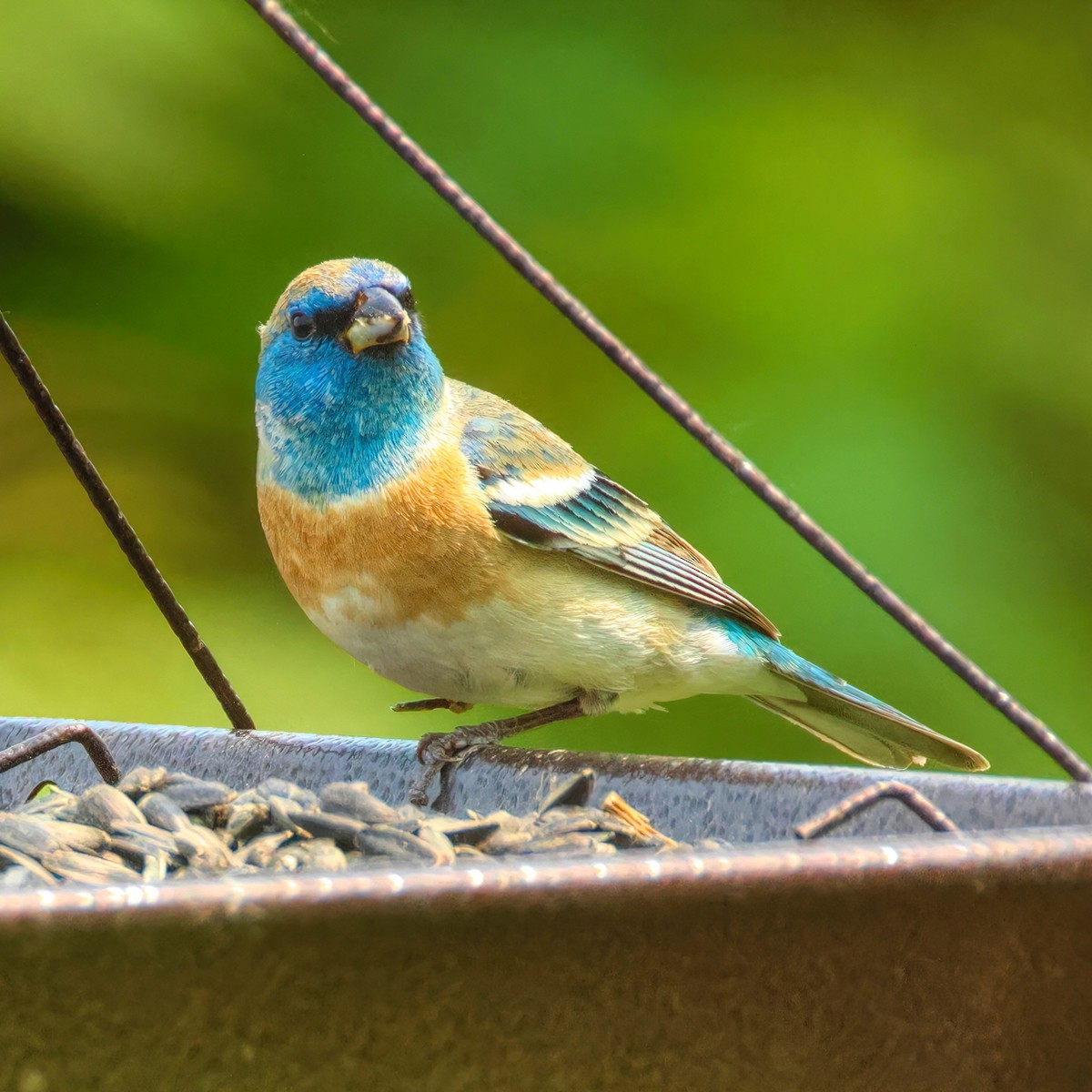 Lazuli Bunting - ML636889674