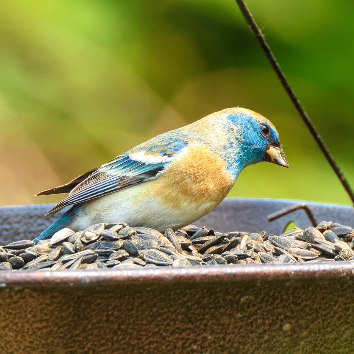 Lazuli Bunting - ML636889676