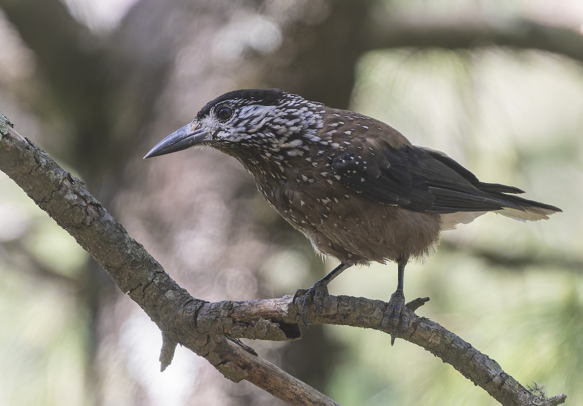 Southern Nutcracker - ML636889679