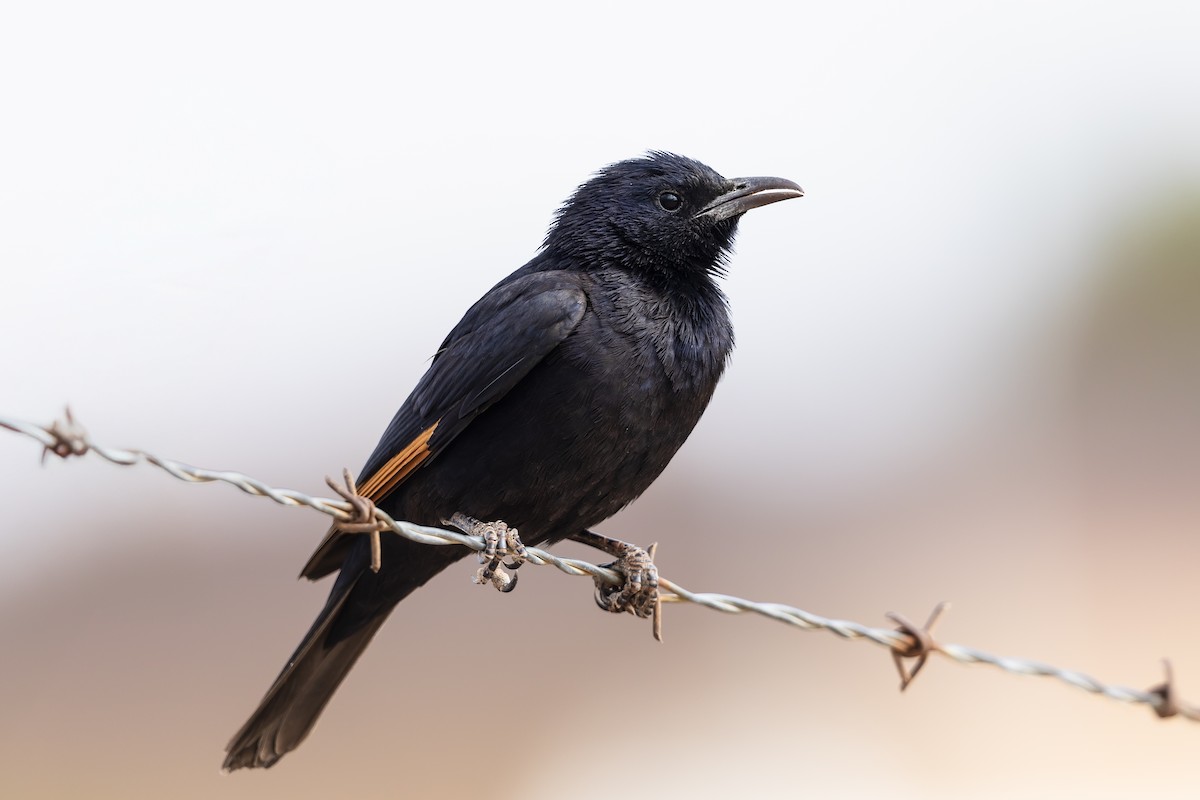 Tristram's Starling - ML636889708