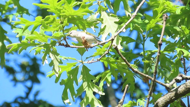 møllparula - ML636889770