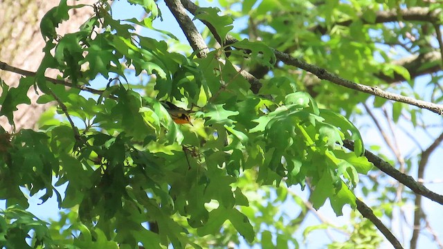 Blackburnian Warbler - ML636889778