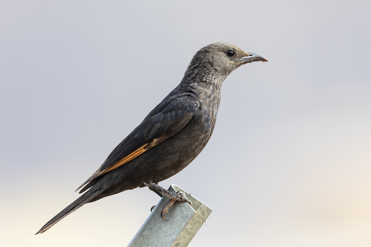 Tristram's Starling - ML636889799