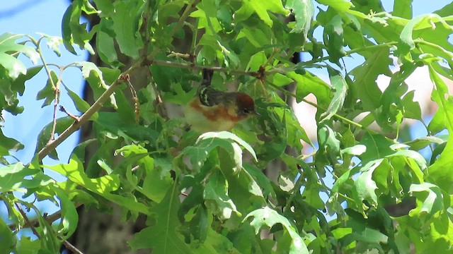 Bay-breasted Warbler - ML636889810