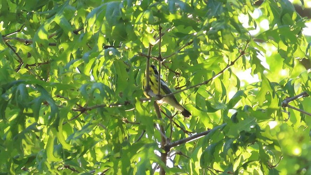 Magnolia Warbler - ML636889850