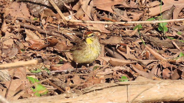 Palm Warbler - ML636889858