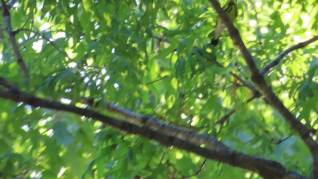 Magnolia Warbler - ML636889859