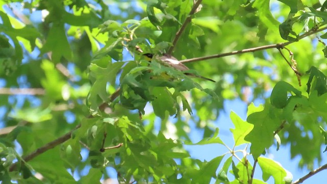 Magnolia Warbler - ML636889871