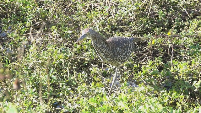 Rufescent Tiger-Heron - ML636889902